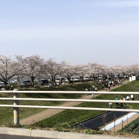 おの桜づつみ回廊、小野市の桜の大名所🌸関西最大級の桜