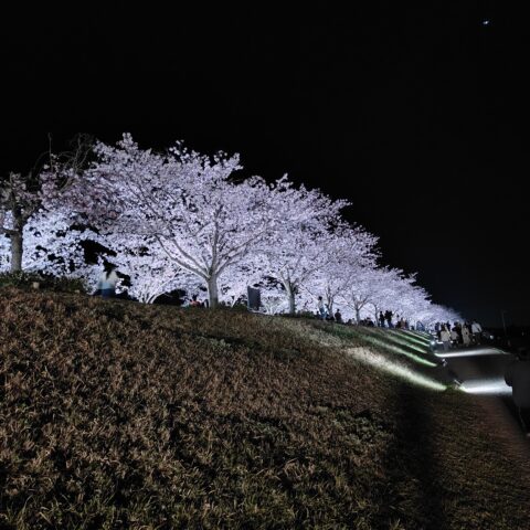 西日本最大級🌸桜トンネル・逆さ桜🌸おの桜づつみ回廊
