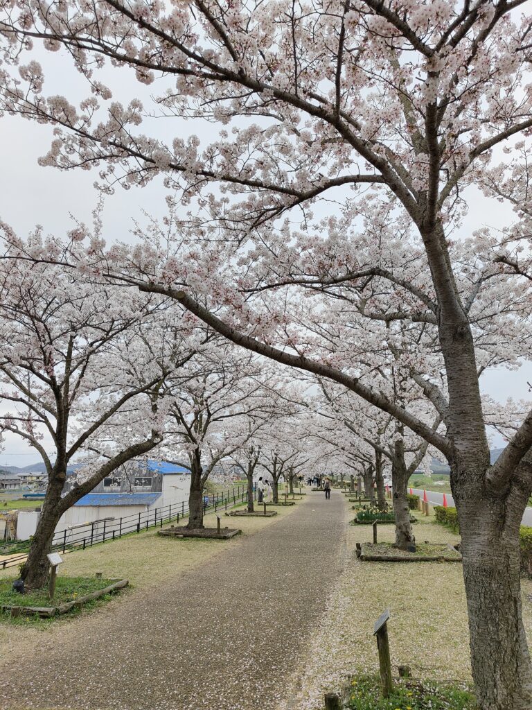 桜 淀水路の河津桜 2020 - 赤猫丸平の片付かない部屋