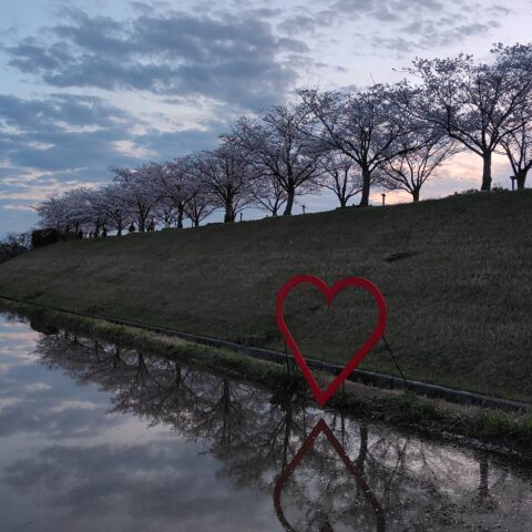 【兵庫県小野市】おおべ逆さ桜｜水面に映る幻想的な夜桜とハートの絶景スポット✨